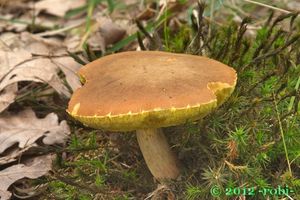 Klikni pro velký obrázek