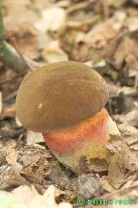 Klikni pro velký obrázek