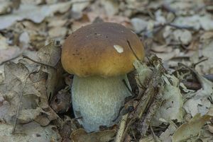 Hřib smrkový - Boletus edulis Bull. 1782
