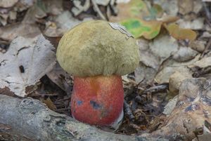 Klikni pro velký obrázek