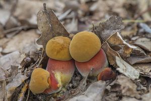 Klikni pro velký obrázek