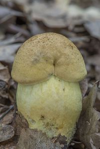 Klikni pro velký obrázek