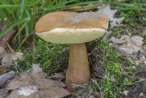 Klikni pro velký obrázek