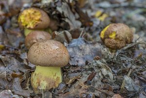 Klikni pro velký obrázek