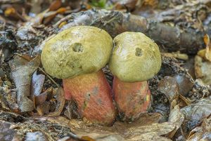 Klikni pro velký obrázek