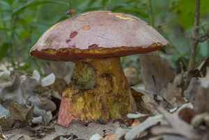 Klikni pro velký obrázek