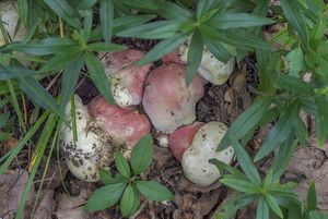 Klikni pro velký obrázek