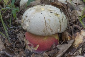 Klikni pro velký obrázek