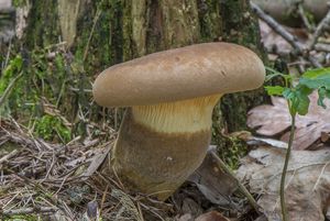 Klikni pro velký obrázek