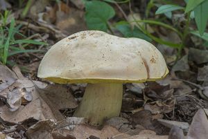 Klikni pro velký obrázek