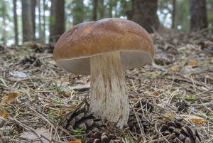Hřib smrkový - Boletus edulis Bull. 1782