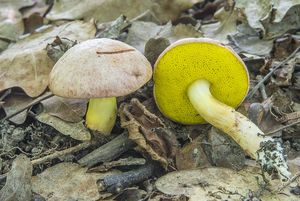 Klikni pro velký obrázek