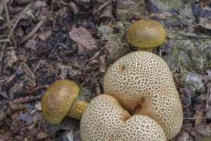 Klikni pro velký obrázek