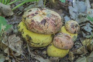 Klikni pro velký obrázek