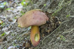 Klikni pro velký obrázek