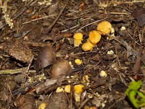 Klikni pro velký obrázek