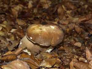 Klikni pro velký obrázek