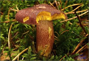 Klikni pro velký obrázek