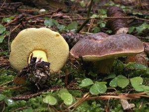 Klikni pro velký obrázek