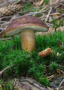 Klikni pro velký obrázek