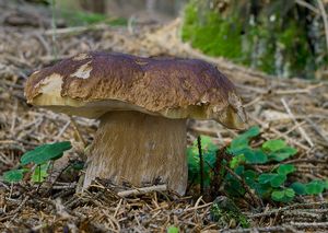 Klikni pro velký obrázek