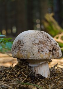 Klikni pro velký obrázek