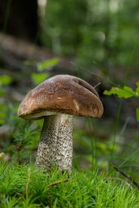 Klikni pro velký obrázek