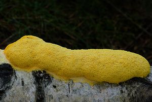 Klikni pro velký obrázek