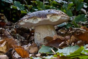 Klikni pro velký obrázek