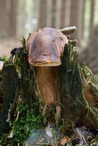 Klikni pro velký obrázek