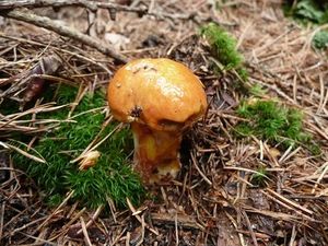 Klikni pro velký obrázek