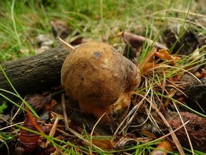 Klikni pro velký obrázek