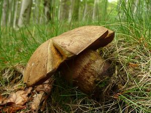 Klikni pro velký obrázek