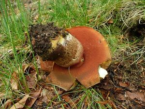 Klikni pro velký obrázek