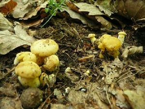 Klikni pro velký obrázek