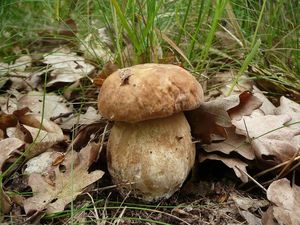 Klikni pro velký obrázek