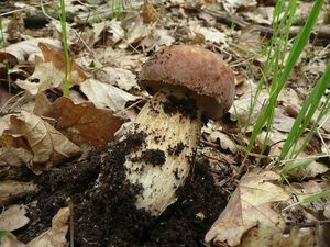 Klikni pro velký obrázek