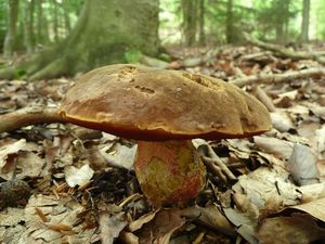 Klikni pro velký obrázek