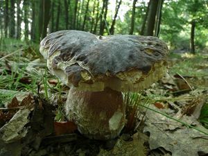 Klikni pro velký obrázek