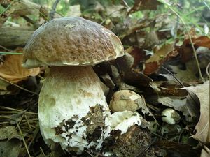 Klikni pro velký obrázek