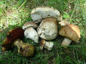 Klikni pro velký obrázek