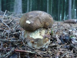 Klikni pro velký obrázek