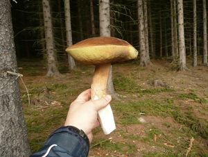 Klikni pro velký obrázek