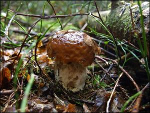 Klikni pro velký obrázek