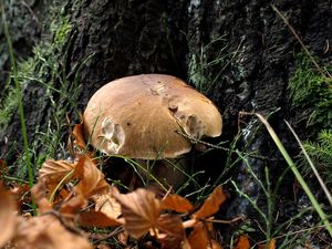 Klikni pro velký obrázek