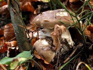 Klikni pro velký obrázek