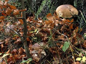 Klikni pro velký obrázek