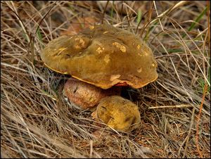 Klikni pro velký obrázek