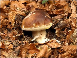 Klikni pro velký obrázek