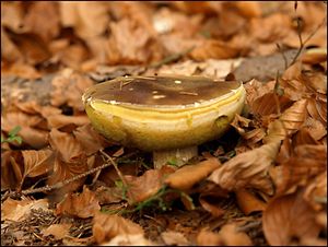 Klikni pro velký obrázek